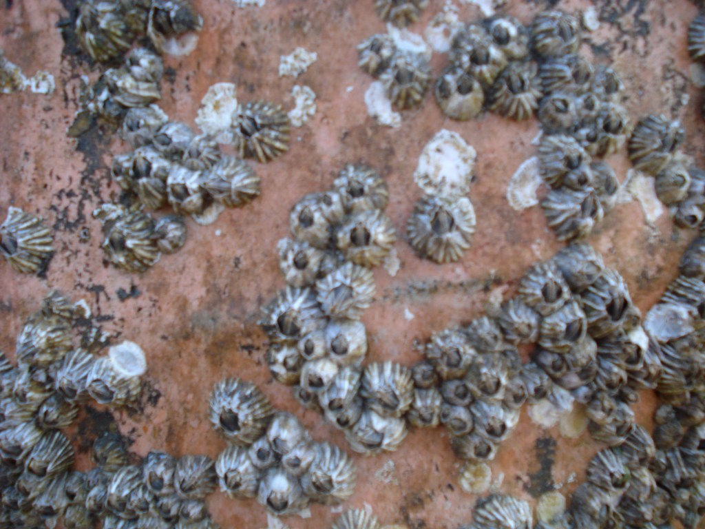 barnacles III
