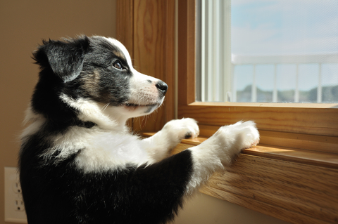 dog at window