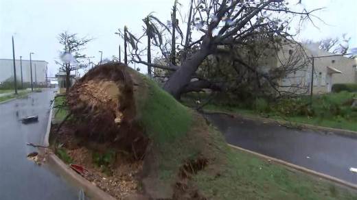 hurricane upheaval, tree