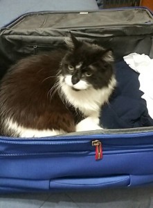 Maggie in suitcase