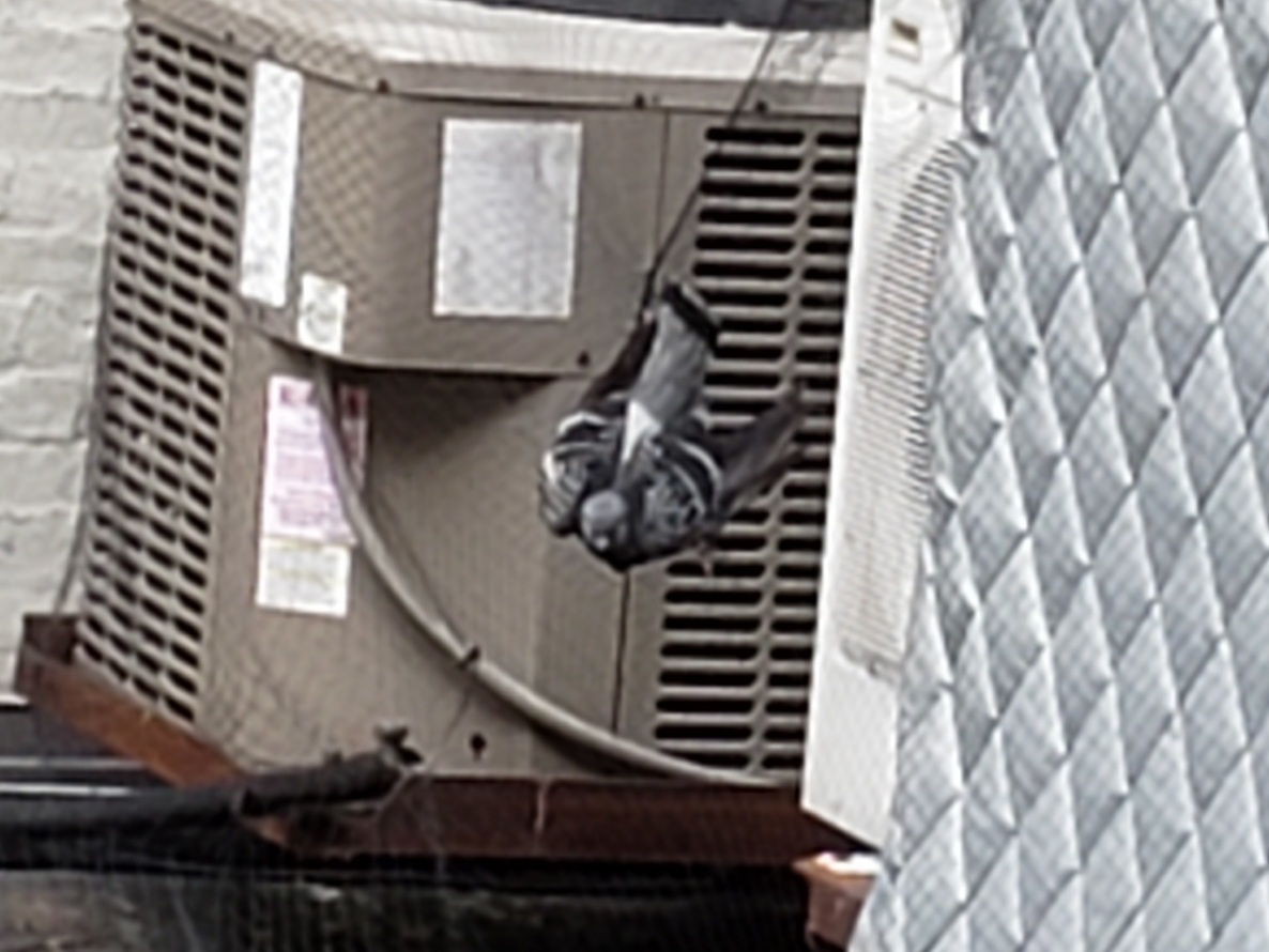 pidgeon stuck in net